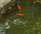 池では去年の夏祭りの金魚が２匹！今も元気で！