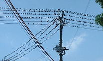 びっしり電線に並んだ鳥。２号線東芝前